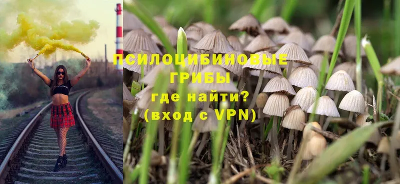 как найти закладки  Голицыно  Псилоцибиновые грибы MAGIC MUSHROOMS 